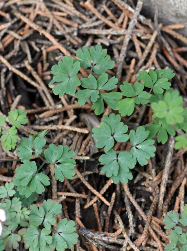 Изображение особи Paropyrum anemonoides.