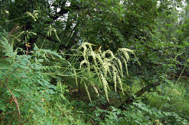 Image of Cimicifuga foetida specimen.