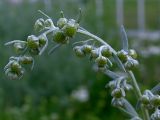 Artemisia absinthium. Часть соцветия; отдельные корзинки диаметром до 5 мм. Киев, Святошино, пустырь у автостанции. 21 июля 2008 г.