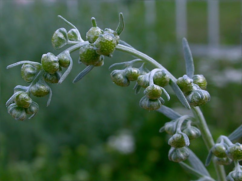Image of Artemisia absinthium specimen.