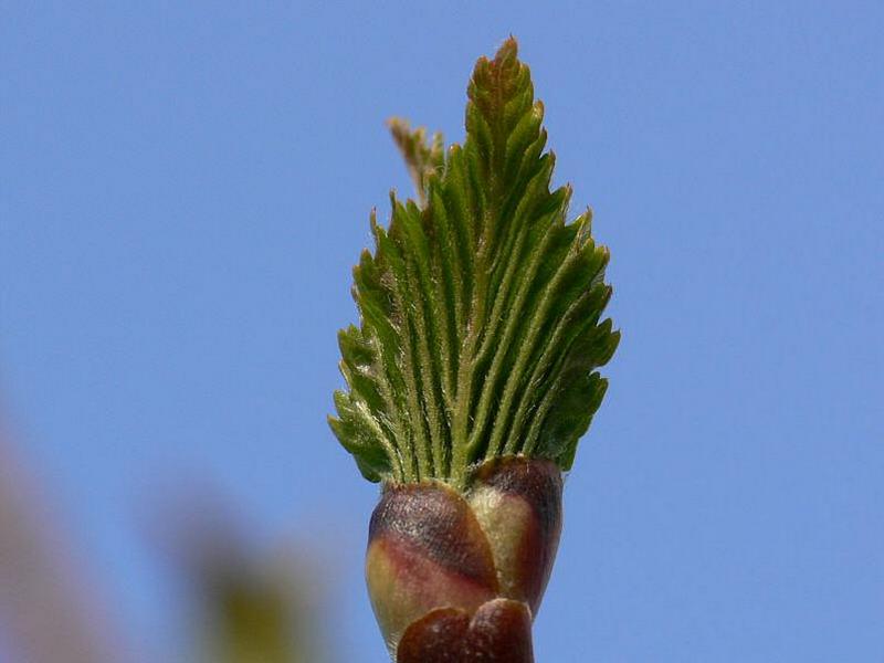 Изображение особи Betula ermanii.