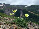 Papaver microcarpum