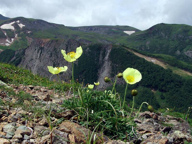 Изображение особи Papaver microcarpum.