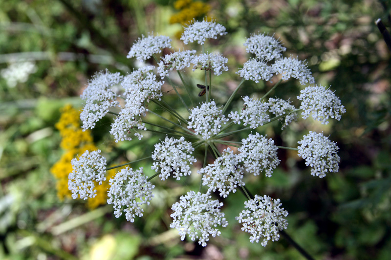 Image of Paraligusticum discolor specimen.