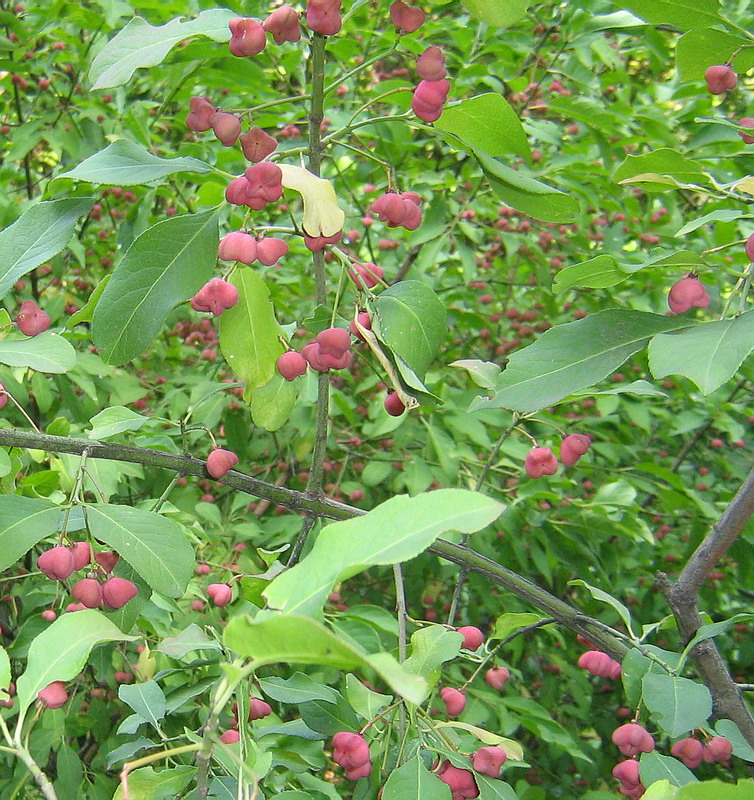 Изображение особи Euonymus europaeus.