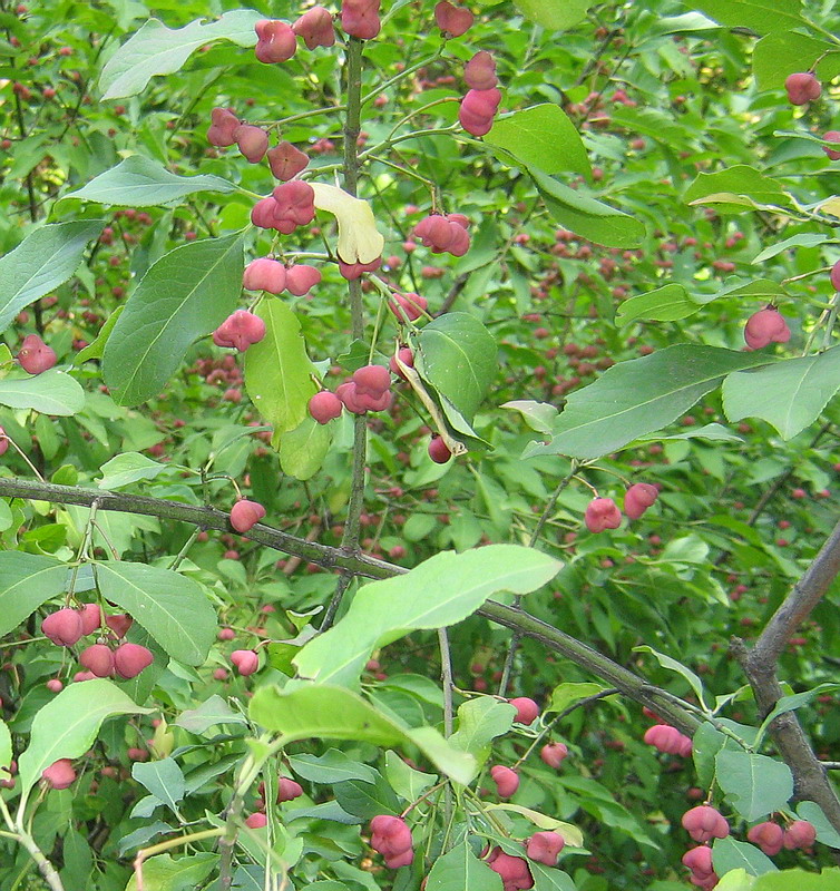 Image of Euonymus europaeus specimen.