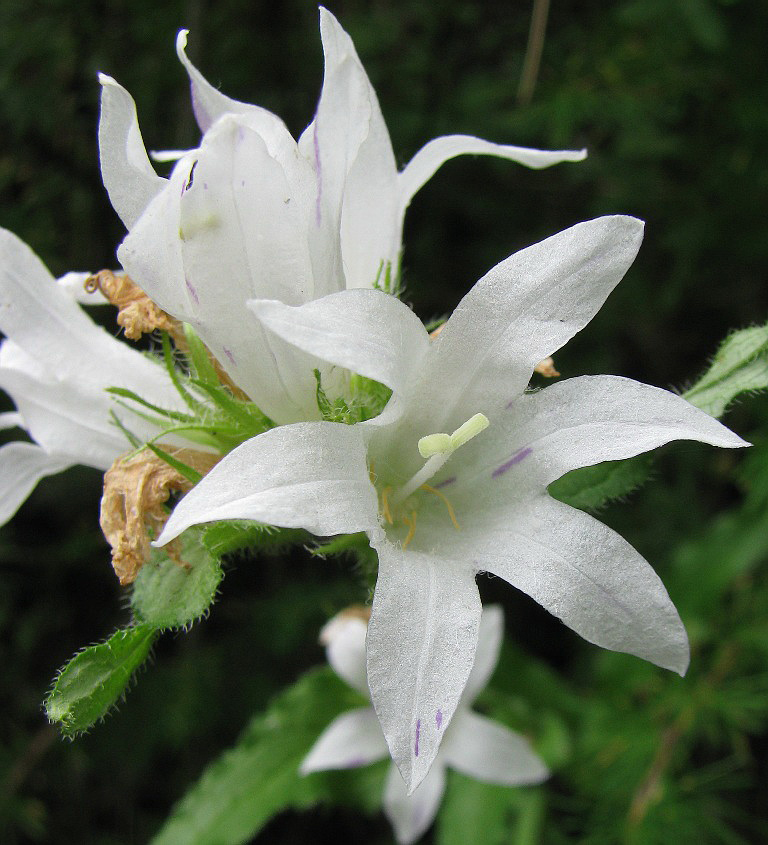 Изображение особи Campanula glomerata.