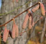 Corylus avellana