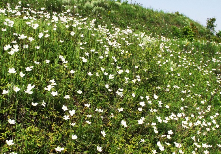 Изображение особи Anemone sylvestris.