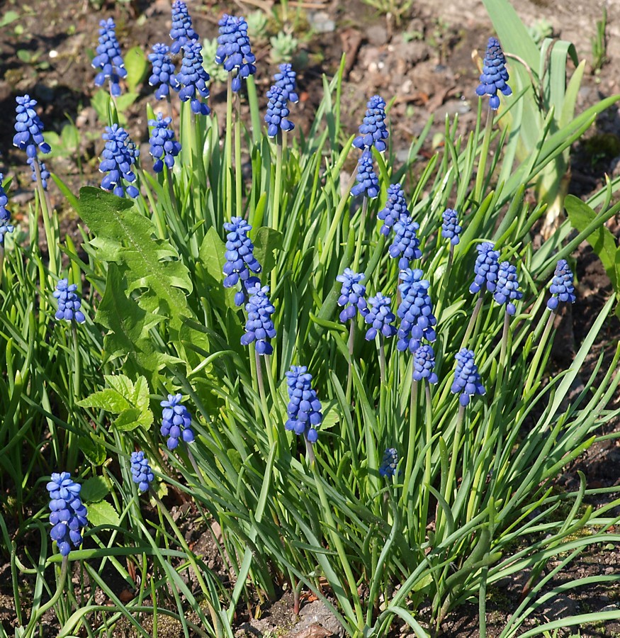 Изображение особи род Muscari.