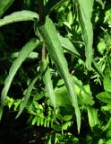 Lysimachia vulgaris