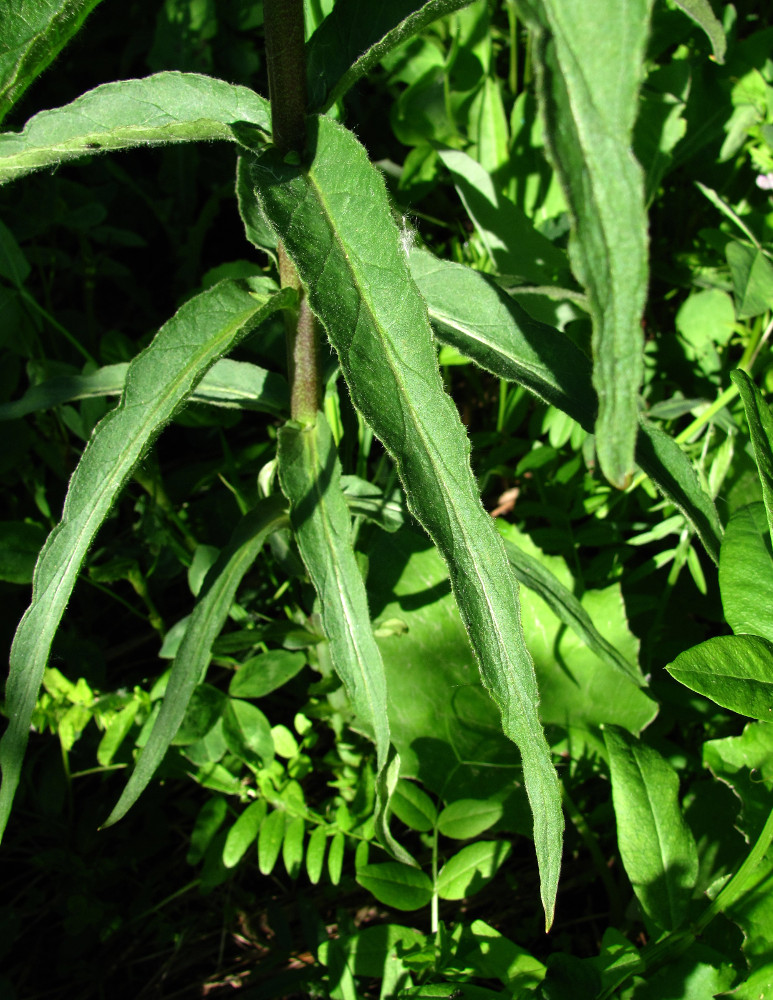 Изображение особи Lysimachia vulgaris.