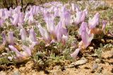 Astragalus ammodytes. Цветущие растения. Казахстан, Восточно-Казахстанская обл., Кокпектинский р-н, окр. Бухтарминского вдхр. в р-не Казнаковской переправы, Кулуджунские пески. Начало мая 2013 г.