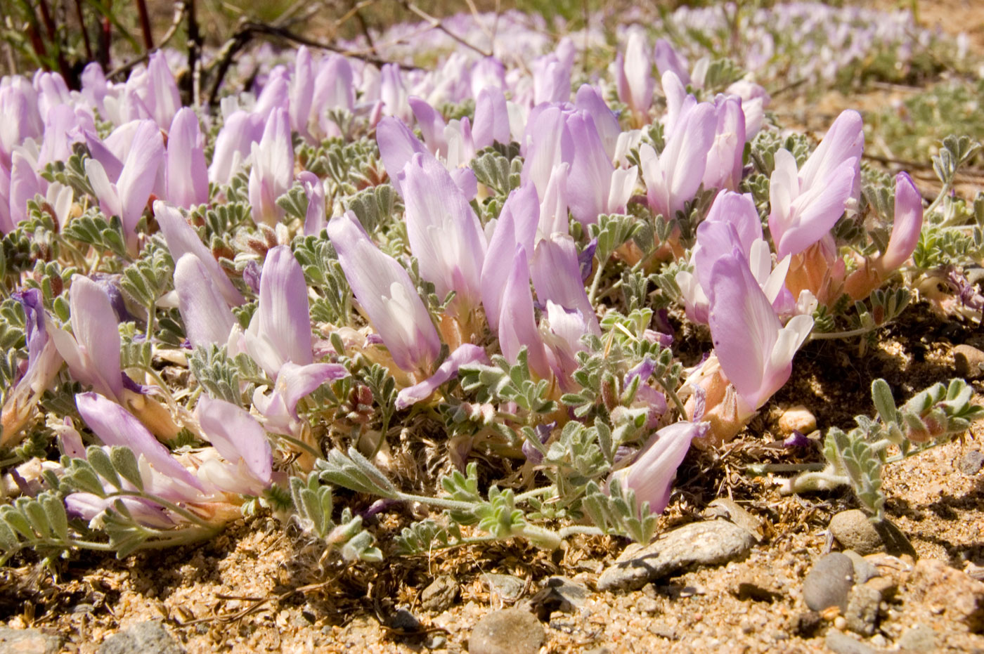 Изображение особи Astragalus ammodytes.