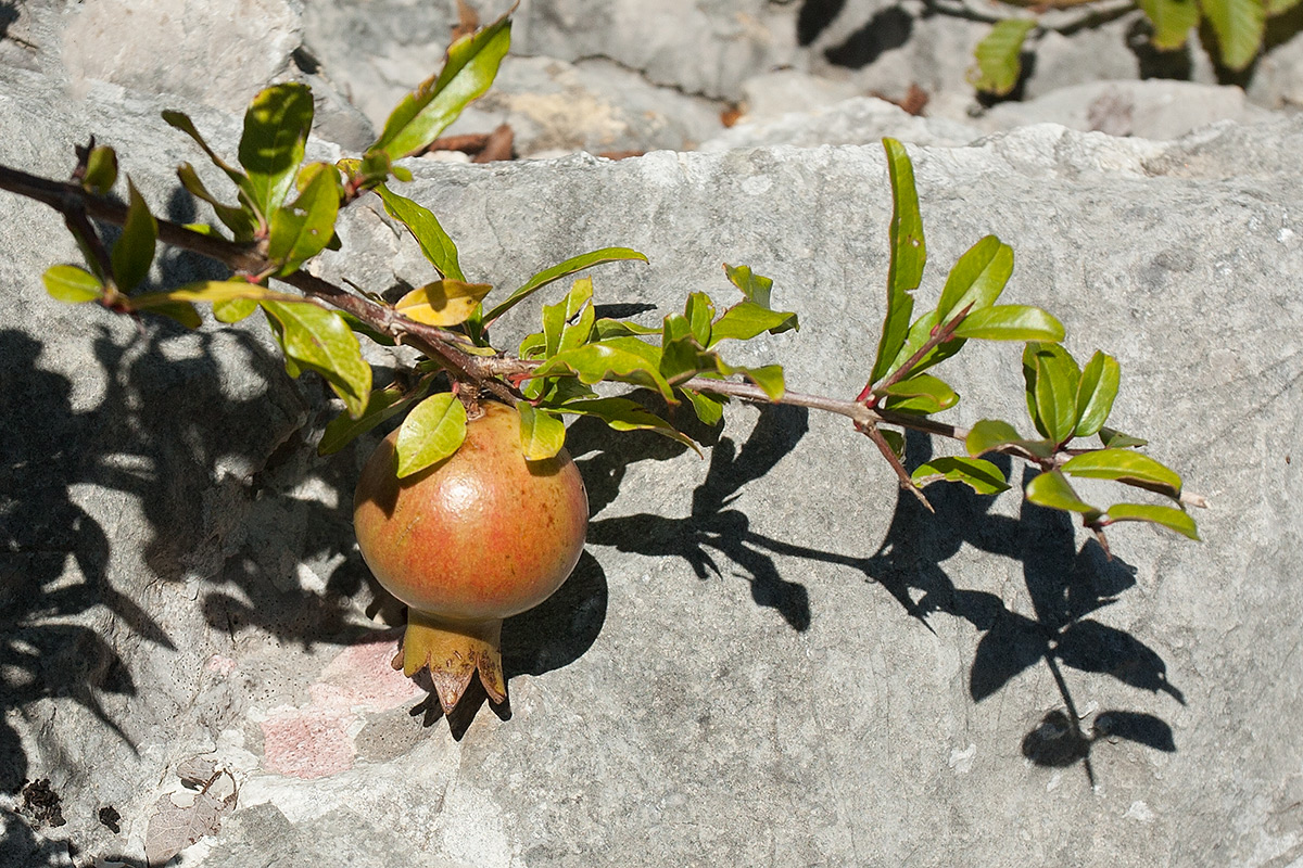 Image of Punica granatum specimen.