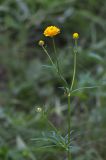 Ranunculus polyanthemos