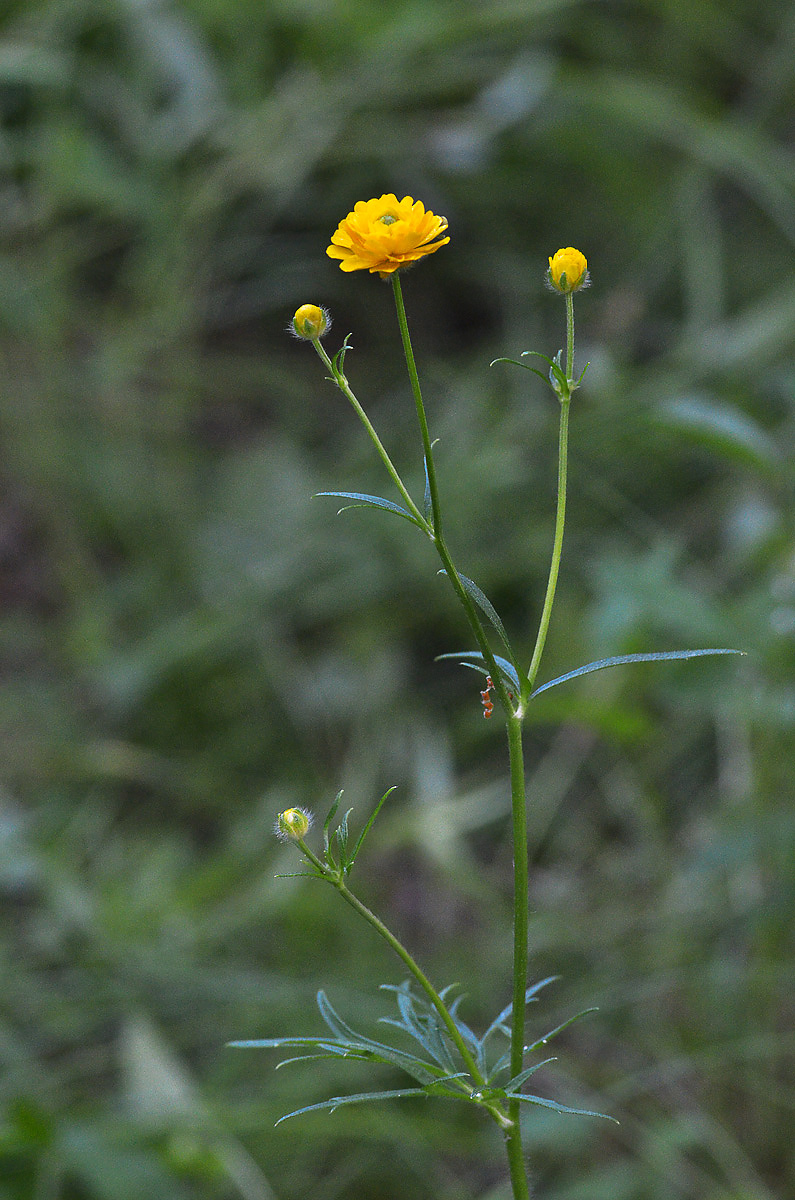 Image of Ranunculus polyanthemos specimen.