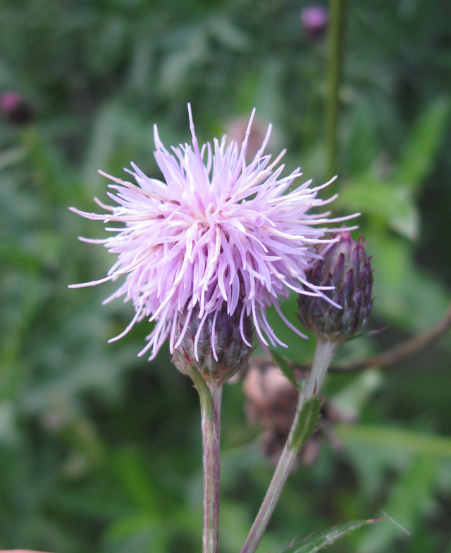 Изображение особи Cirsium arvense.