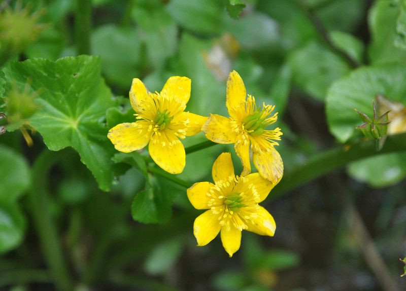 Изображение особи Caltha polypetala.