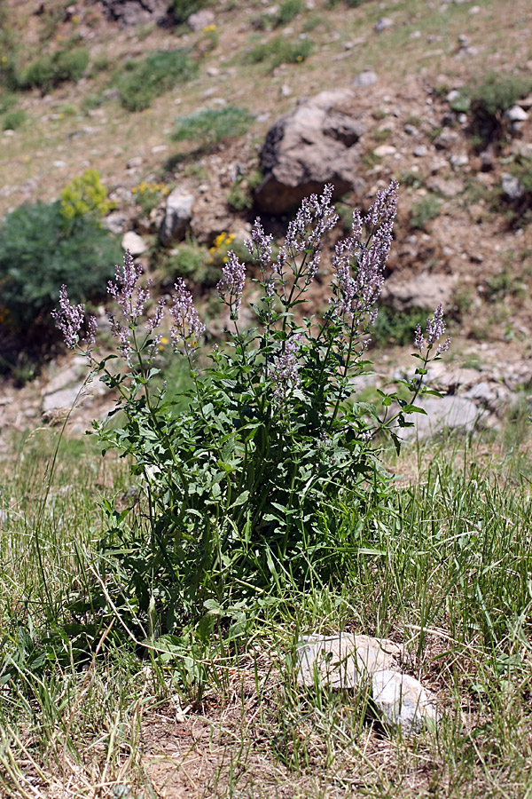 Image of Nepeta nuda specimen.