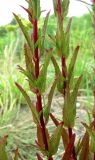 Epilobium tetragonum. Части побегов. Краснодарский край, Сочи, окр. Адлера, рудеральное место. 30.06.2015.