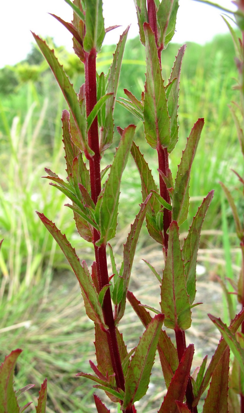 Изображение особи Epilobium tetragonum.