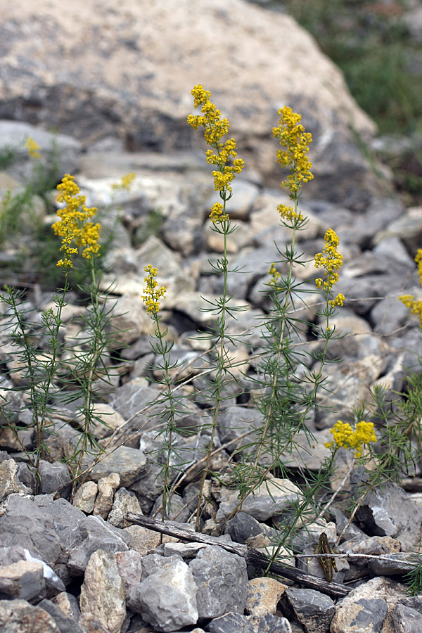 Image of Galium verum specimen.