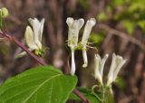 Lonicera ruprechtiana