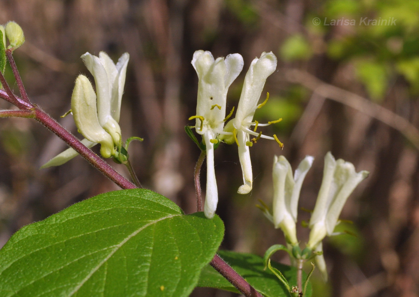 Изображение особи Lonicera ruprechtiana.