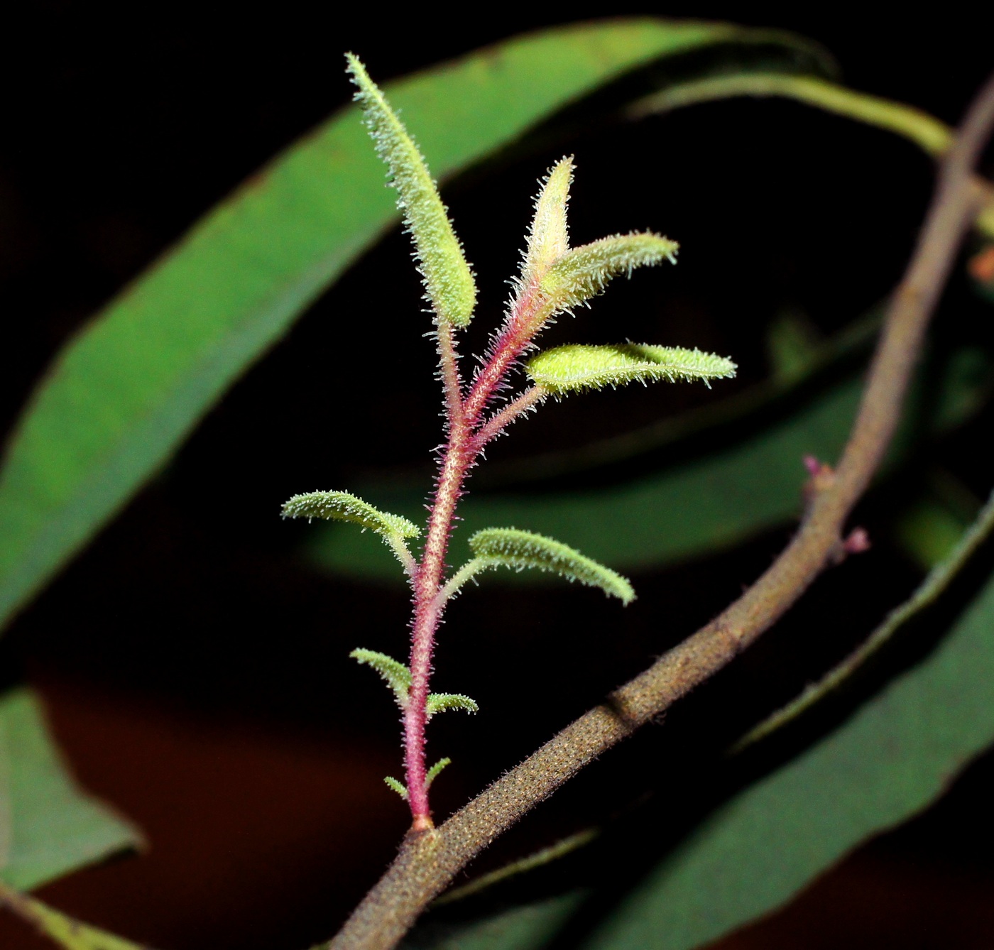 Изображение особи Corymbia citriodora.