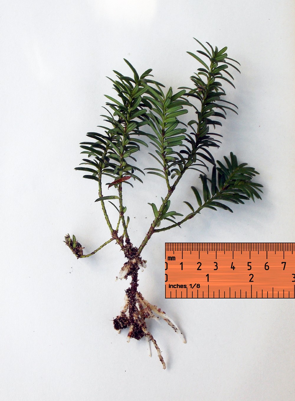 Изображение особи Taxus canadensis.