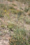 Bupleurum exaltatum. Цветущее растение. Южный Казахстан, горы Алатау (Даубаба), Восточный перевал, ~1620 м н.у.м. 04.07.2014.