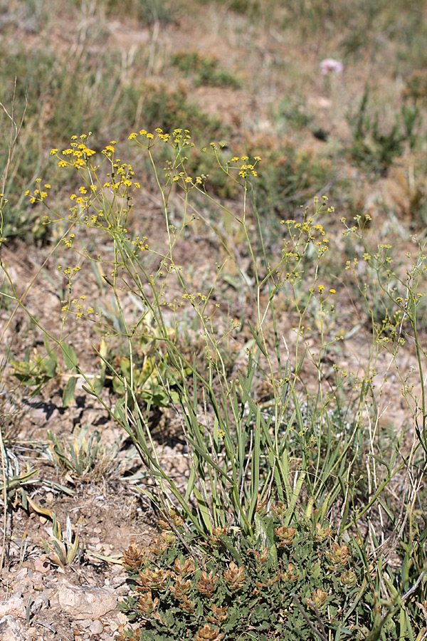 Image of Bupleurum exaltatum specimen.