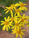 Senecio racemulifer