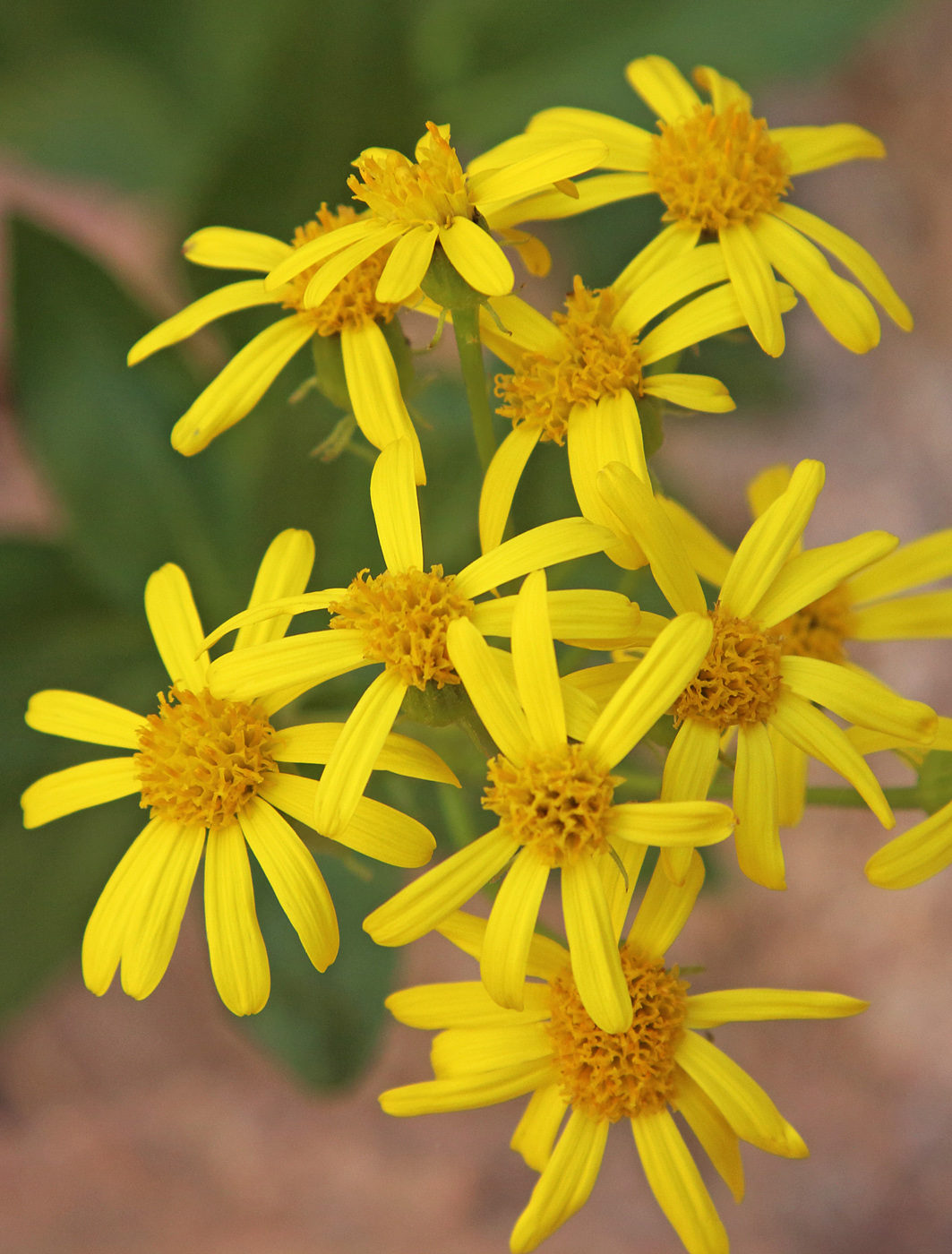 Image of Senecio racemulifer specimen.