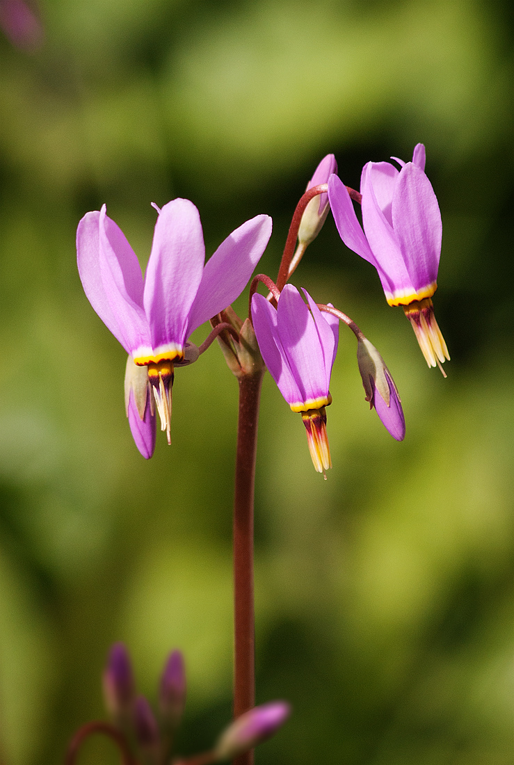 Image of Dodecatheon meadia specimen.