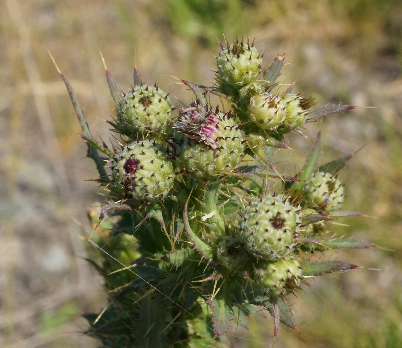 Изображение особи Cirsium alatum.