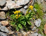 Solidago virgaurea subspecies caucasica. Цветущие растения. Карачаево-Черкесия, гора Мусса-Ачитара, выс. около 2700 м н.у.м., каменистый склон. 31.07.2014.