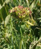 Lychnis chalcedonica