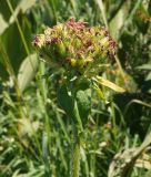 Lychnis chalcedonica. Незрелое соплодие. Восточный Казахстан, Кокпектинский р-н, 25 км в горы от с. Пантелеймоновка, 1000 м н.у.м., возле речки. 18.07.2015.