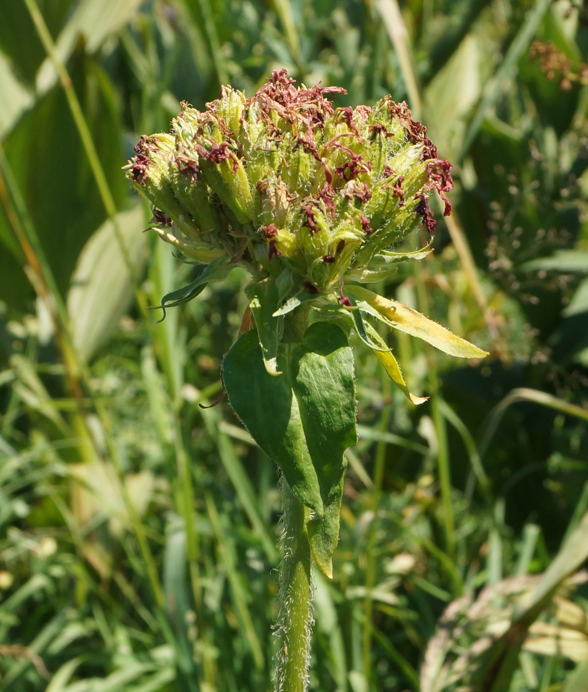 Изображение особи Lychnis chalcedonica.