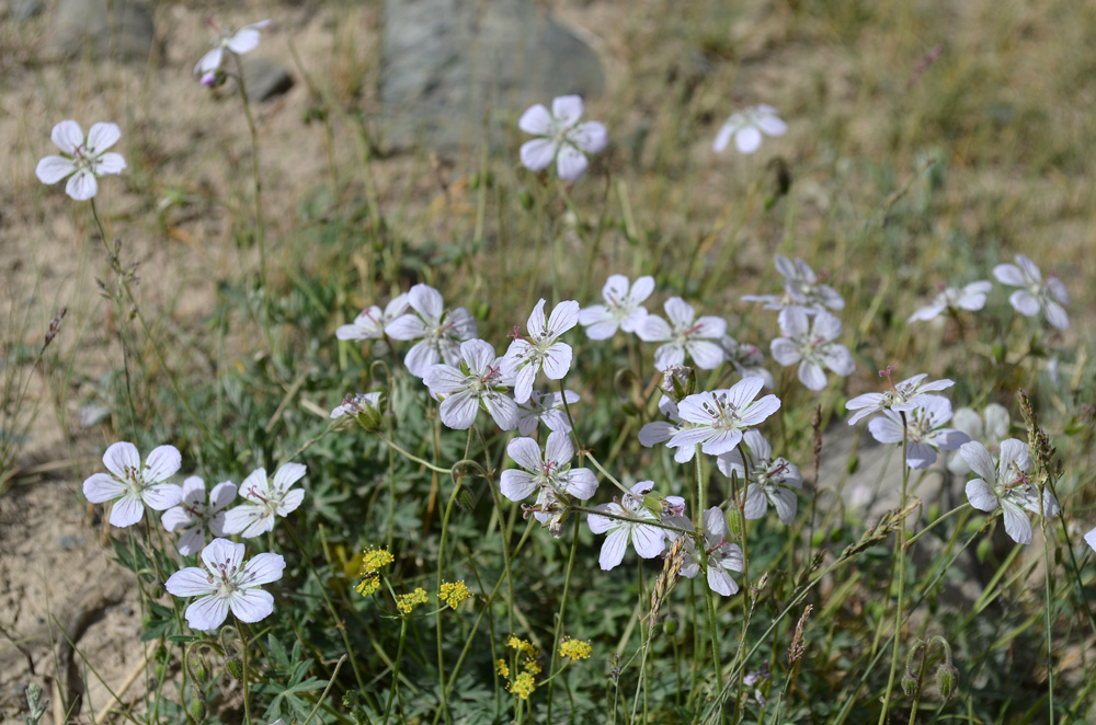Image of genus Geranium specimen.