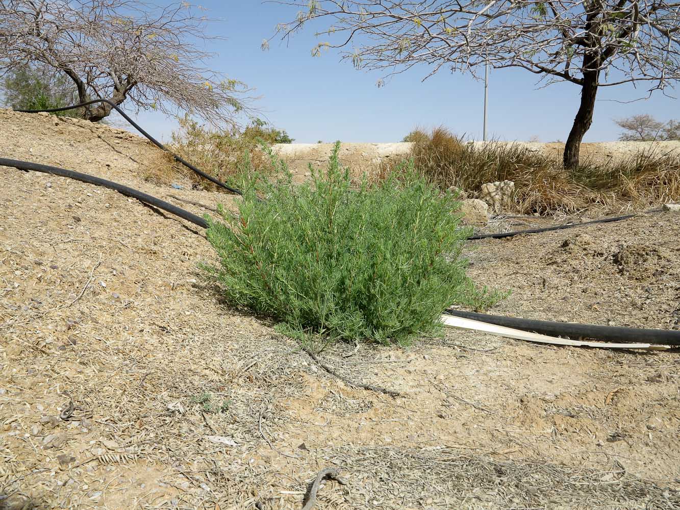Image of Suaeda aegyptiaca specimen.