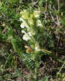 Pedicularis physocalyx. Верхушка цветущего растения. Восточный Казахстан, г. Усть-Каменогорск, сопки на левом берегу р. Иртыш. 08.05.2013.