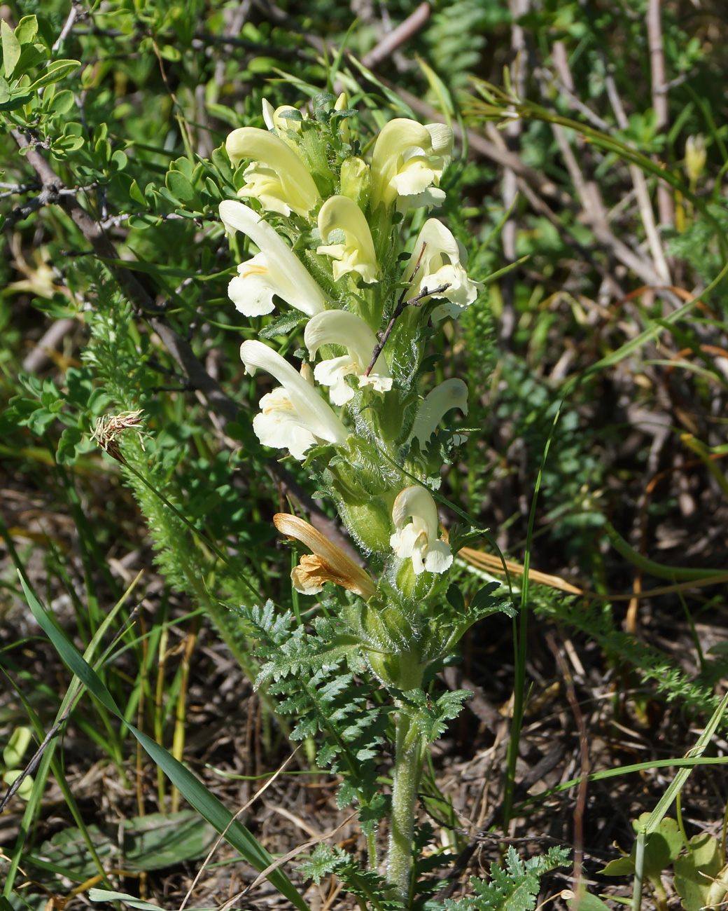 Изображение особи Pedicularis physocalyx.