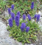 Veronica porphyriana