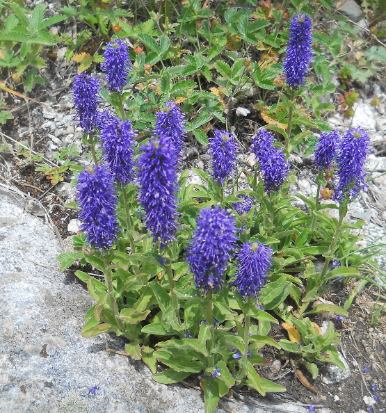 Изображение особи Veronica porphyriana.