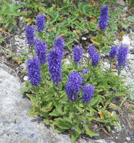 Изображение особи Veronica porphyriana.