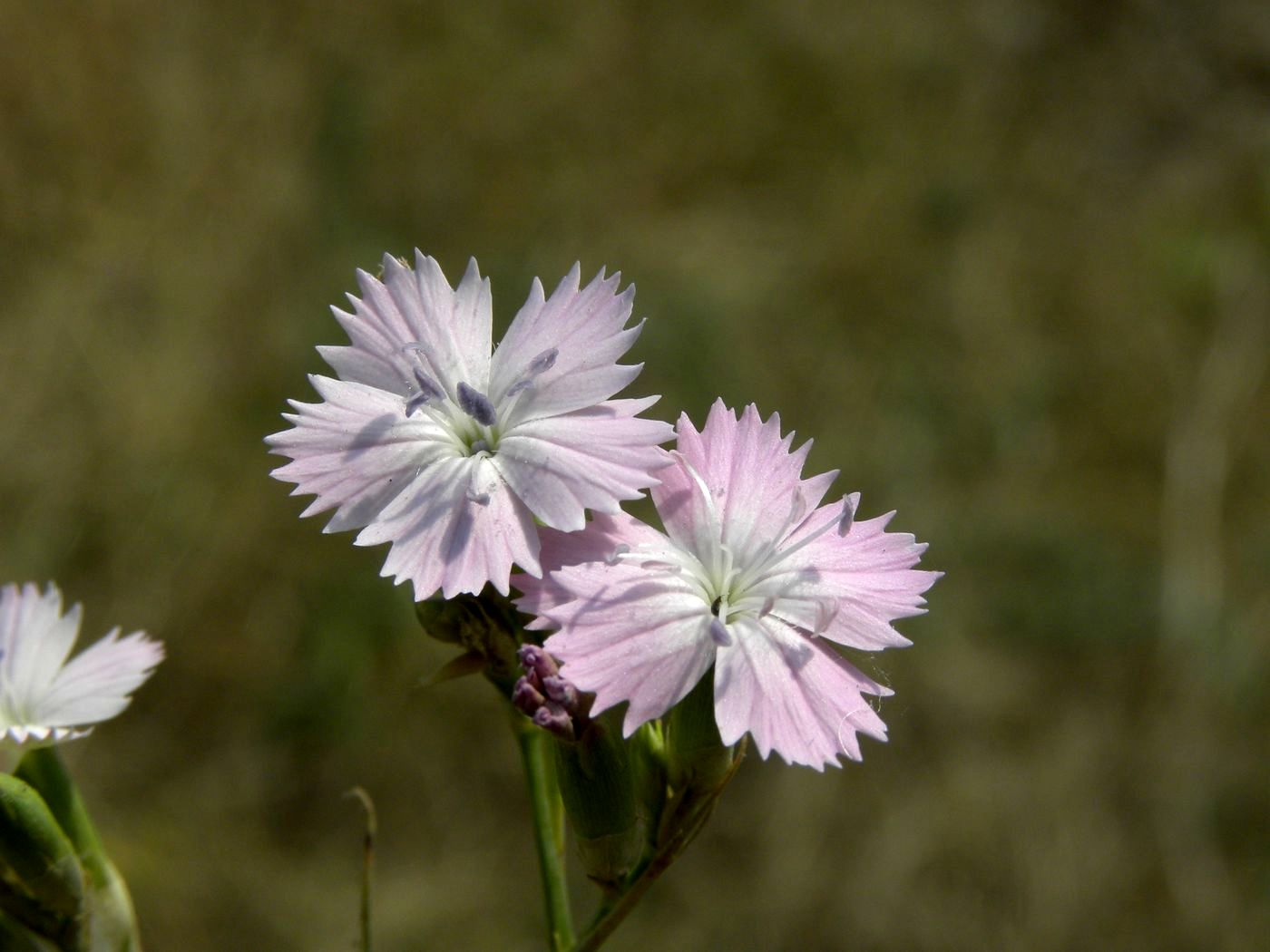 Image of Dianthus platyodon specimen.