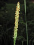 Image of taxon representative. Author is Евгений Захаров